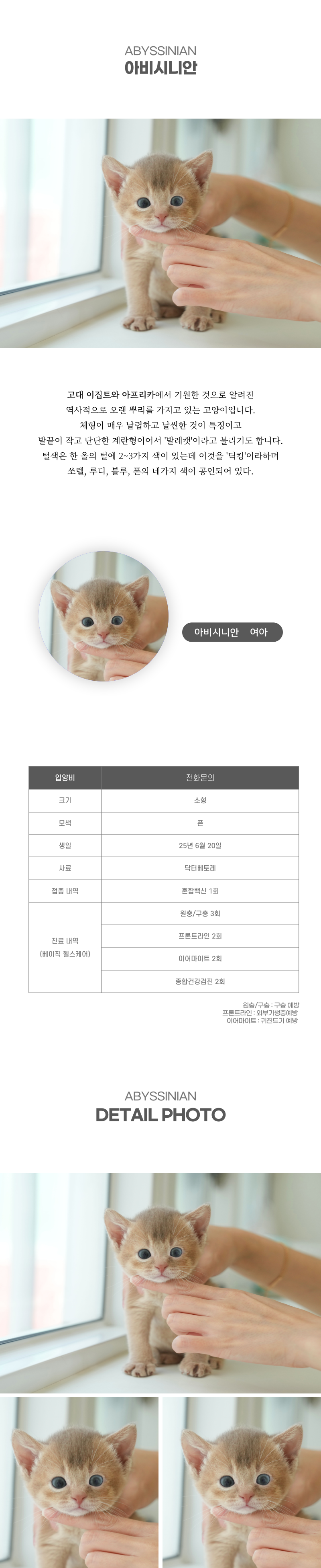 아비시니안_상세이미지_2